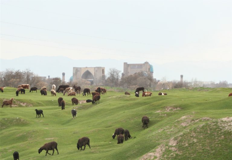 Afrosiyab Weide Samarkand Usbekistan