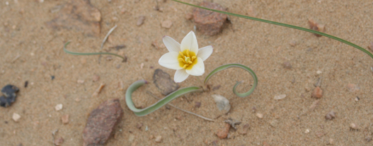 Wüstenblume Privatreise Usbekistan